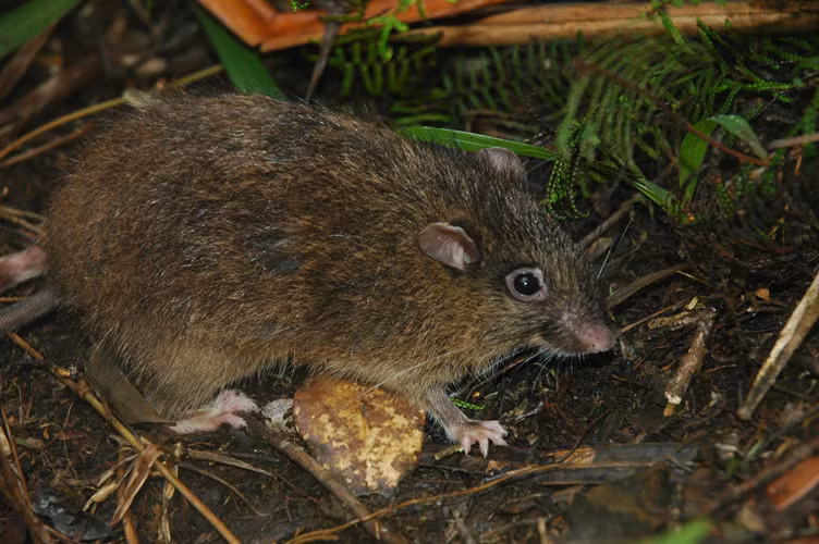 Tiến hành nghiên cứu, các nhà nghiên cứu đã cho chuột lang nhà và chuột lang hoang dã vào trong một mê cung nước, chuột lang nhà cuối cùng thực hiện tốt hơn và hiển thị tốt hơn khả năng giải quyết vấn đề.