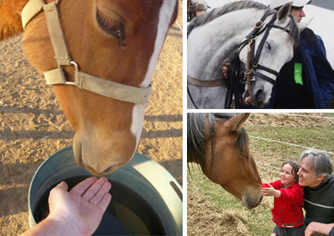 Một loài vật có trí nhớ siêu phàm trong các loài động vật là ngựa, nó có trí nhớ tuyệt vời và lòng trung thành đáng kinh ngạc. Nghiên cứu trên tạp chí Animal Behavior cho thấy những con ngựa mà có nhiều giao tiếp với con người có khả năng nhớ và hiển thị tình cảm lớn hơn những con vật khác.