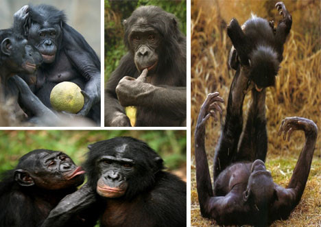 Khỉ bonobo biết lắc đầu từ chối như con người. Theo nghiên cứu trong tạp chí động vật linh trưởng, khỉ bonobo trưởng thành được quan sát có các hành động lắc đầu để biểu thị ý không tán thành với hành vi của các con khỉ bonobo con.