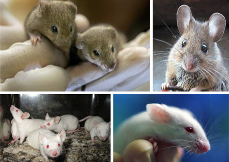 Chuột cũng nhăn mặt khi đau. Cũng giống như con người, khi bị đau như đau đầu… thì chuột cũng có động tác nhăn mặt. Theo nghiên cứu trên tạp chí Nature Methods, những con chuột thể hiện đau đớn với nét mặt khác nhau.