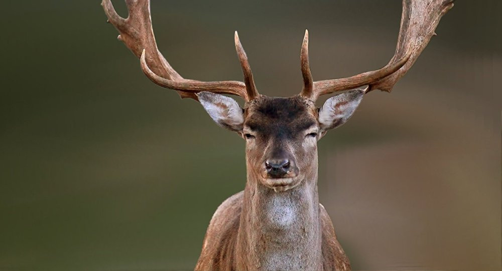 Canh bao huou co the lay benh an mon nao sang nguoi