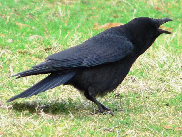 Songbird được hiểu là những loài chim thuộc nhánh Passeri trong Bộ sẻ, có cơ quan phát âm phát triển đến mức có thể tạo ra tiếng hót phức tạp và phong phú, trong đó có cả các loài quạ.