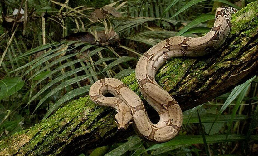 Những con trăn Nam Mỹ (boa constrictor) khổng lồ chắc chắn là loài vô cùng nguy hiểm trong quan niệm của nhiều người nhưng thực chất chúng khác nhiều so với các loài trăn đáng đề phòng khác và không hề nguy hiểm như bạn vẫn nghĩ.