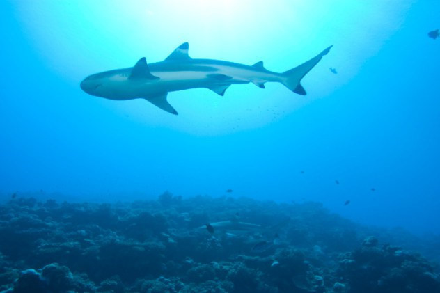 Sự thật gây sốc về động vật là khi nhắc đến cá mập, chắc hẳn nhiều người sẽ nghĩ tới những con cá mập khổng lồ ở đại dương. Tuy nhiên, hồ nước ngọt Nicaragua cũng có loài cá mập của riêng nó với tên khoa học là Carcharhinus leucas.