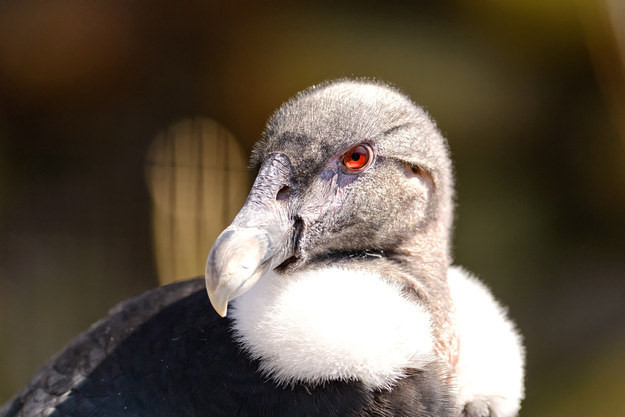 Hầu hết các loại kền kền, kể cả kền kền khoang cổ (hay còn gọi là thần ưng Andes) đều tiểu lên đôi chân của mình để tự làm mát khi thời tiết nóng bức.