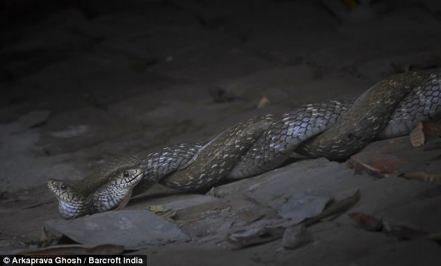 Rắn ráo trâu không có nọc độc. Chúng có thể phát triển dài tới gần 2,5m. Thức ăn của chúng chủ yếu là ếch, chuột, chim,...