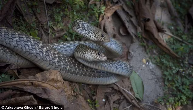 Màn tranh tài kết thúc khi một con siết chặt con còn lại trong vài giây. Phần thưởng cho con chiến thắng là được quyền giao phối với rắn cái.