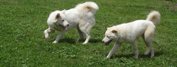 Chó Pungsan, loài chó gắn liền với lịch sử của người dân trên bán đảo Triều Tiên.