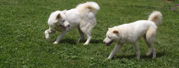 Chó Pungsan, loài chó gắn liền với lịch sử của người dân trên bán đảo Triều Tiên.