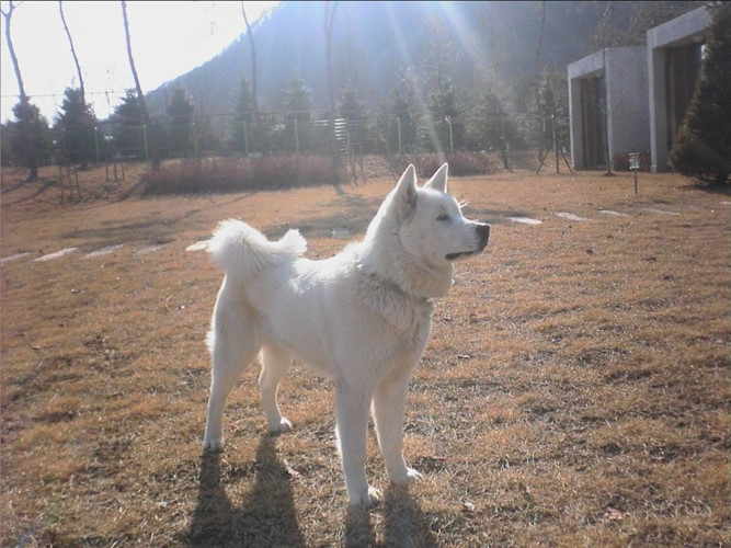 Quốc khuyển Triều Tiên sinh sống ở dãy núi Trường Bạch có phong cảnh đẹp.