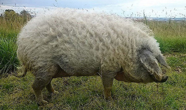 5. Giống lợn nhà có lông dày nhất Đây là cừu hay lợn? Đáp án là... Khác với lợn rừng, hẳn chúng ta đã quen mắt khi nhìn chú lợn nuôi với cơ thể gần như là "nude", hoặc có rất ít lông. Điều này cũng dễ hiểu bởi đặc tính "rậm lông" vốn không thích hợp với sinh vật được con người nuôi cho mục đích lấy thịt. Tuy vậy không phải lợn nào cũng ít lông! Bộ lông "bồng bềnh" nhất trong họ lợn nhà thuộc về giống Mangalitza bản địa của Hungary. Giống lợn này sở hữu một bộ lông dài, dày, và xoăn tít y như loài cừu. Bộ lông đặc biệt này giúp bảo vệ lợn Mangalitza khỏi cái cái lạnh khắc nghiệt của mùa đông Hungary.