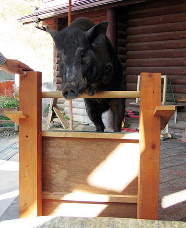 8. Và cuối cùng là chú lợn nhảy cao nhất thế giới Khoảnh khắc Kotetsu lập kỷ lục nhảy cao. Dù thân hình ục à ục ịch là thế, nhưng các chú lợn nhà ta vẫn có thể nhảy, và thậm chí là nhảy được khá cao là đằng khác. Kỉ lục chú lợn nhảy cao nhất thế giới thuộc về Kotetsu, một chú lợn ỉ được nuôi tại trang trại Mokumoku Tedsukuri tại tỉnh Mie, Nhật Bản. Vào ngày 22/08/2004, Kotetsu đã lập kỷ lục Guinness khi nhảy qua tấm ván gỗ cao 70 cm được đặt tại trang trại của mình.