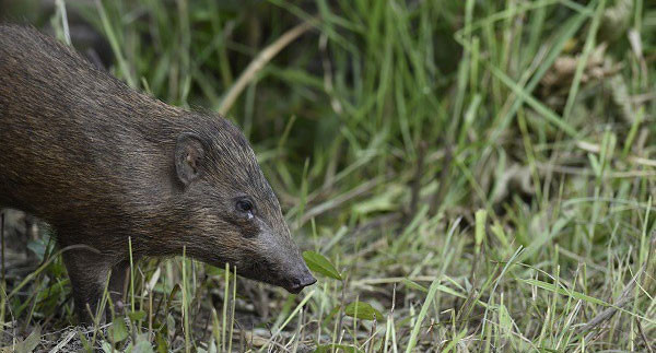 2. Vậy còn giống lợn nhỏ nhất là Danh hiệu này thuộc về giống lợn lùn quý hiếm Porcula salvania, vốn chỉ còn số ít cá thể sống tại Bang Assam của Ấn Độ. Con đực trưởng thành ở loài này chỉ có chiều dài từ 61-71 cm cùng cân nặng 8-10 kg. Và lợn cái còn nhỏ hơn nữa với chiều dài chỉ từ 55-62 cm với cân nặng 6-8 kg.