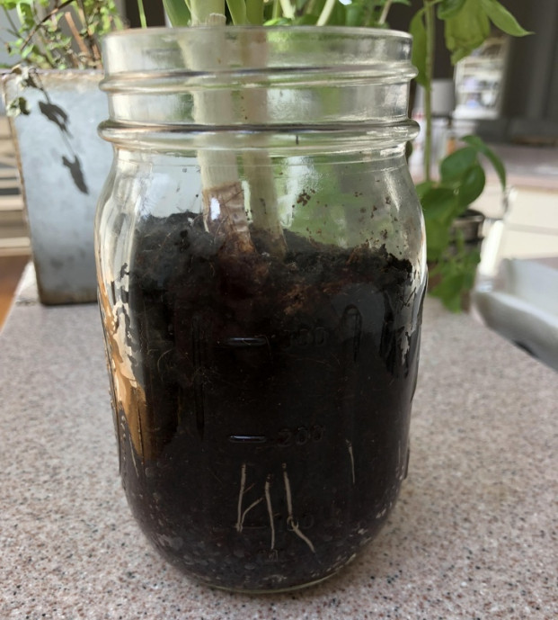 "Hi" (Xin chào) - Rễ cây nói