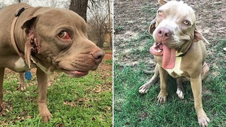 Ky quac chu cho co mom moc trong tai