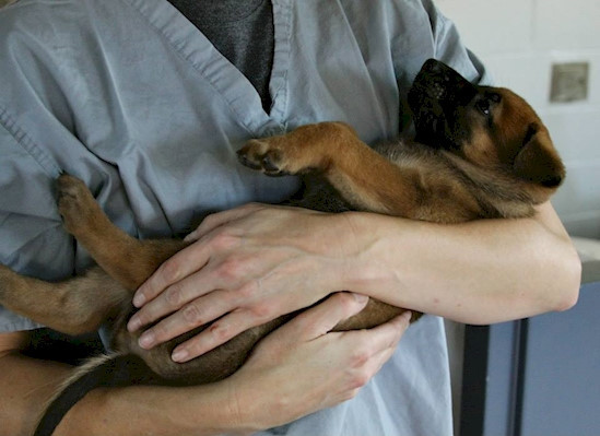 Để làm nhiệm vụ những chú chó nghiệp vụ đều được trang bị quân trang, thiết bị điện tử hiện đại, ví dụ như áo giáp chống đạn có nhiều túi móc xích dây đai để gắn các thiết bị trên mình chó. Chó nghiệp vụ Mỹ cũng hưởng lương và được thăng chức trong quá trình làm việc tại cơ quan mật vụ Mỹ. Chúng còn được xem như một người lính thực thụ, những chiến sĩ anh hùng 4 chân. Chúng có đeo phù hiệu và mã số như những nhân viên an ninh.