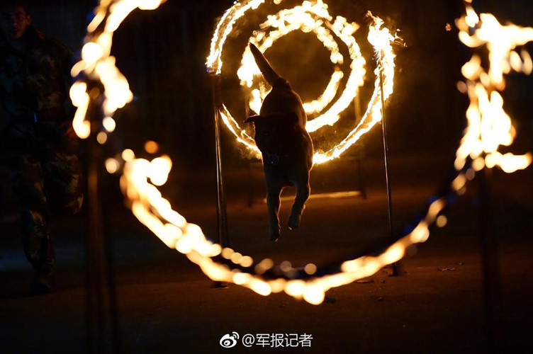 Sau khi trải qua những đợt huấn luyện nghiêm khắc như thế này, những con chó nghiệp vụ sẽ được đưa vào kiểm tra. (Nguồn Sina)