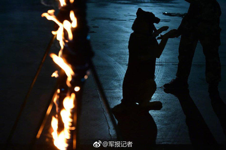 Nếu hoàn thành xuất sắc bài kiểm tra, chúng sẽ được tung ra thực địa, chính thức trở thành những con chó cảnh sát đầy uy dũng. (Nguồn Sina)