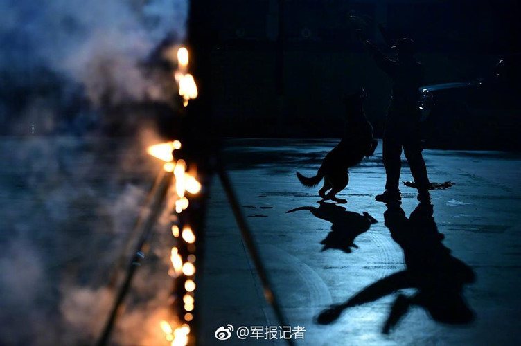 Chó nghiệp vụ cũng có chế độ ăn uống riêng và ngay cả khi đã được tung ra thực địa làm nhiệm vụ, chúng vẫn sẽ được huấn luyện định kỳ để không bị thui chột những kỹ năng nghiệp vụ. (Nguồn Sina)