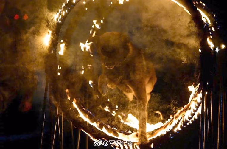 Những con chó nghiệp vụ thường được ca ngợi là dũng cảm, thông minh, trung thành, tài năng, thường xuyên hoàn thành xuất sắc nhiệm vụ được giao. (Nguồn Sina)