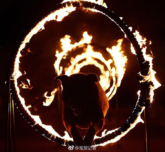 Chúng phải thực hiện huấn luyện cả đêm lẫn ngày, vượt qua những vòng lửa cháy rừng rực như phim hành động. (Nguồn Sina)