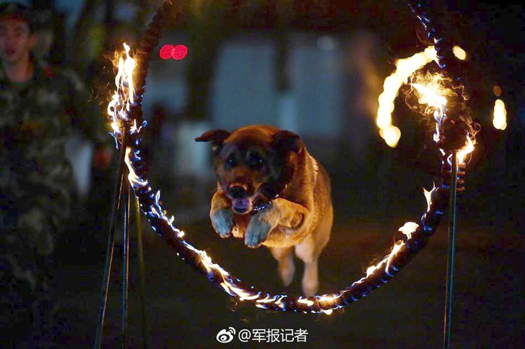 Tuy nhiên, ít người biết rằng, để đạt được vinh quang đó, những con chó nghiệp vụ đã phải trải qua những đợt huấn luyện vô cùng gian khổ, khắt khe. (Nguồn Sina)