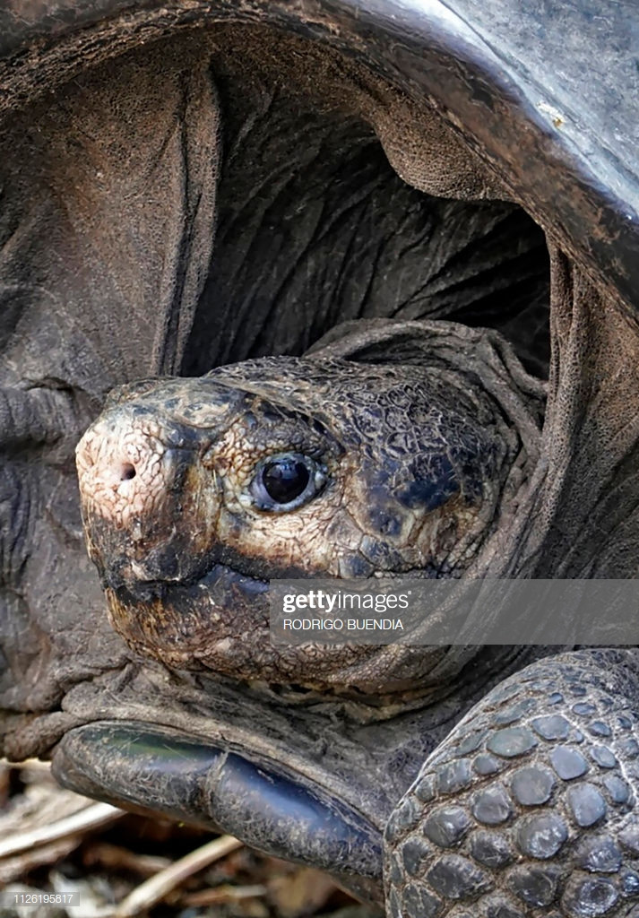 Những giống rùa có nguồn gốc từ quần đảo Galápagos đều thuộc những loài bò sát nặng nhất, đạt trọng lượng khoảng 400 kg và chiều dài mai khoảng 1,8 m.