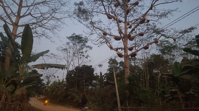 Bi an cay gao 40 tuoi co gan 40 dan ong ve lam to-Hinh-2