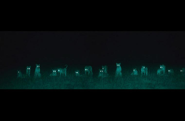 Một đàn linh cầu dàn hàng ngang, chuẩn bị chiến đấu.