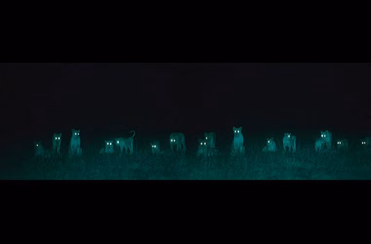 Một đàn linh cầu dàn hàng ngang, chuẩn bị chiến đấu.