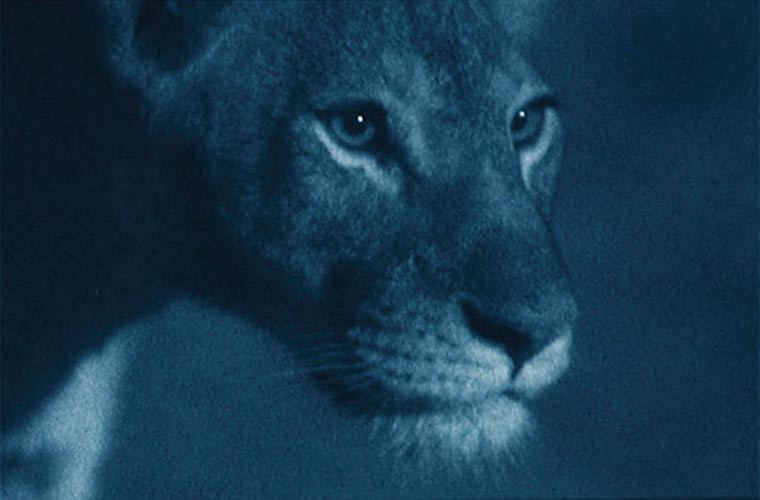 Bộ mặt rất biểu cảm của con sư tử cái trong đêm tối.