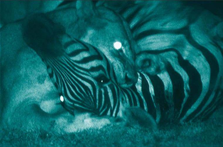 Một chú sư tử cái đang săn mồi đêm. Hình ảnh như những "bóng ma" nhìn ám ảnh.