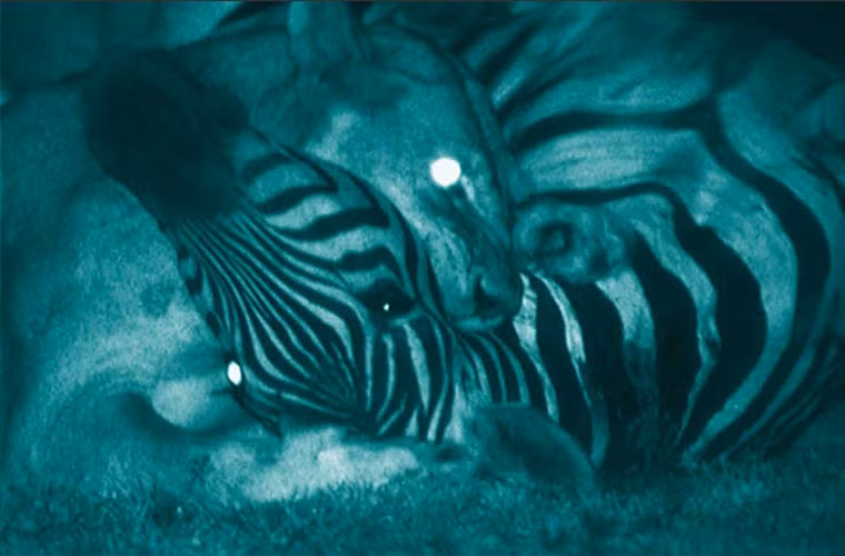 Một chú sư tử cái đang săn mồi đêm. Hình ảnh như những "bóng ma" nhìn ám ảnh.