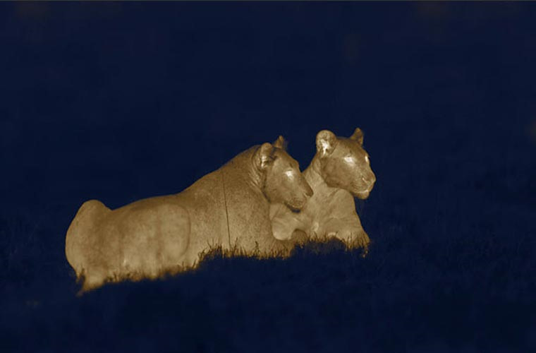 Với những bức ảnh như thế này, Dohrn đã phải sử dụng máy ảnh có sử dụng công nghệ cảm ứng nhiệt để chụp.