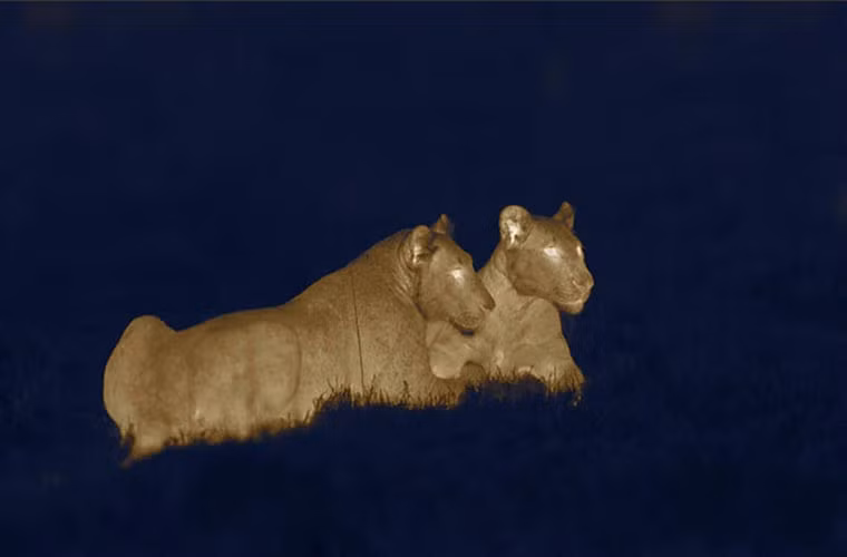 Với những bức ảnh như thế này, Dohrn đã phải sử dụng máy ảnh có sử dụng công nghệ cảm ứng nhiệt để chụp.