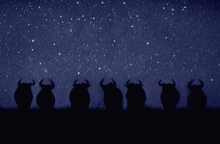 Đàn linh dương ở khu bảo tồn quốc gia Maasai Mara, Kenya.