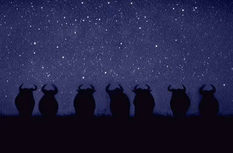 Đàn linh dương ở khu bảo tồn quốc gia Maasai Mara, Kenya.