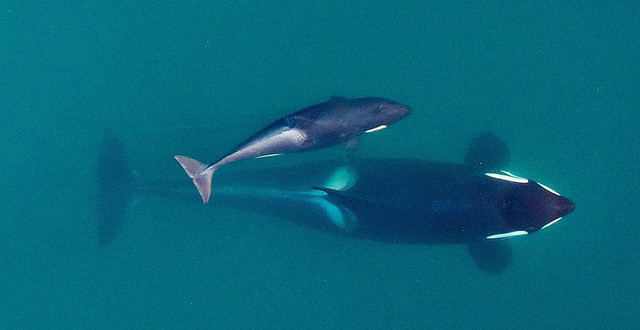 Phải đến năm 1981, các nhà khoa học giải mã được bí ẩn về thủy quái "Tasmania Blob". Theo đó, nó được xác định là một con cá voi thông qua phân tích cấu trúc xương của sinh vật bí ẩn trên.