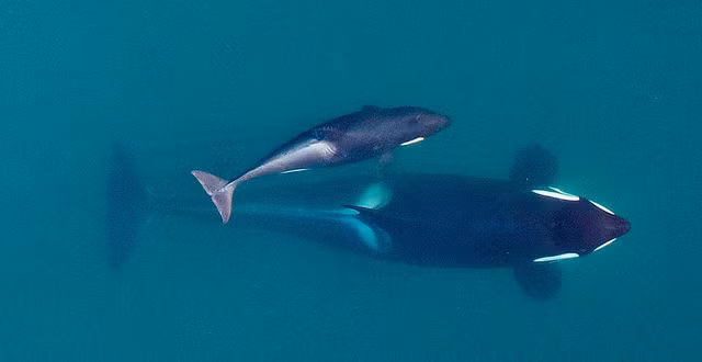 Phải đến năm 1981, các nhà khoa học giải mã được bí ẩn về thủy quái "Tasmania Blob". Theo đó, nó được xác định là một con cá voi thông qua phân tích cấu trúc xương của sinh vật bí ẩn trên.