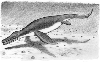 Ngay sau khi trôi dạt vào bờ biển và được phát hiện, người dân địa phương xẻ thịt thủy quái Gambo. Đầu của con vật bí ẩn trên được cắt ra và đem bán cho một khách du lịch.