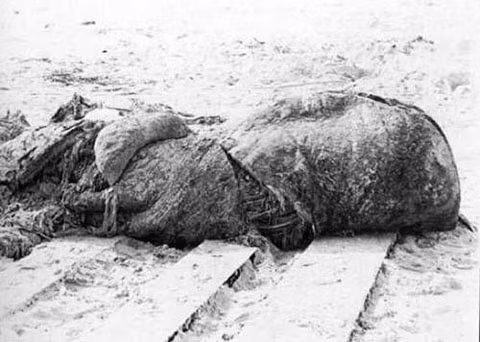 Tháng 11/1896, một con "quái vật" bí ẩn trôi dạt vào bờ biến thành phố St. Augustine, Florida, Mỹ. Dư luận gọi nó là thủy quái Augustine.