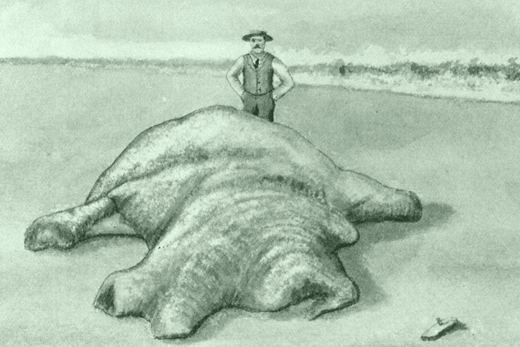 Một số người suy đoán nó có thể là một con mực khổng lồ do có 7 xúc tu dài. Phải tới những năm 1990, các nhà khoa học mới giải mã được bí ẩn thủy quái Augustine là một con cá voi bị bệnh nên cơ thể biến dạng.