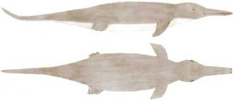 Tháng 6/1983, Owen Burnham, 15 tuổi, phát hiện xác "thủy quái" Gambo trôi dạt vào bờ biển Bungalow tại Gambia.