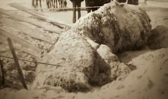 Thủy quái bí ẩn trên có chiều dài 5,4 m và nặng gần 5 tấn. Sau khi được phát hiện, nhiều đồn đoán được đưa ra để lý giải thủy quái Augustine là sinh vật nào.