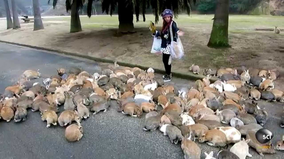 Số con thỏ sống trên đảo Okunoshima còn nhiều hơn lượng cư dân sinh sống tại đây.