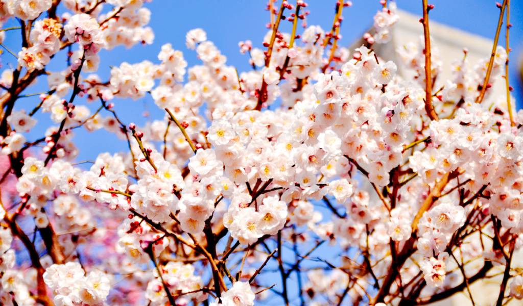 Ngoài thỏ, đảo Okunoshima còn hấp dẫn du khách bởi những cây hoa anh đào tuyệt đẹp khi nở nộ.