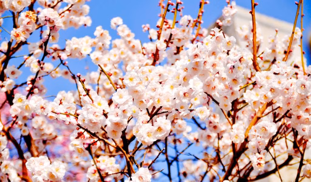 Ngoài thỏ, đảo Okunoshima còn hấp dẫn du khách bởi những cây hoa anh đào tuyệt đẹp khi nở nộ.