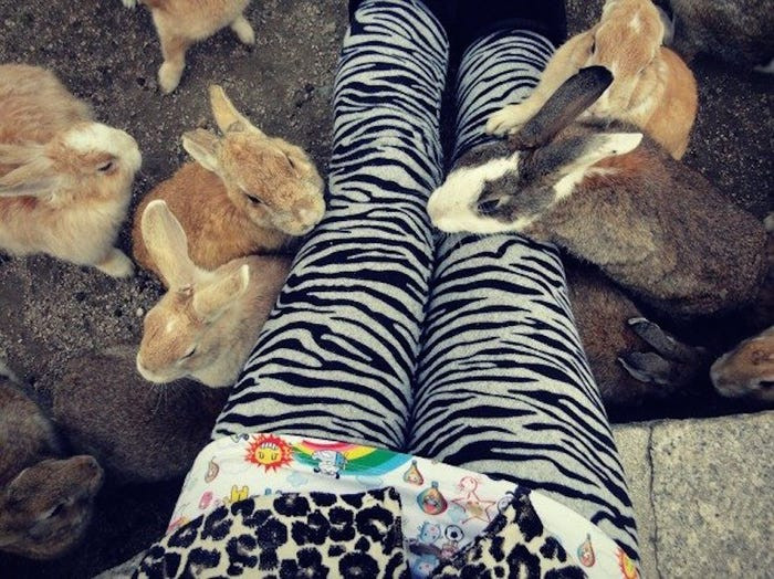 Một giả thuyết cho rằng kể từ khi đảo Okunoshima phát triển các hoạt động du lịch, người dân địa phương nuôi thỏ.