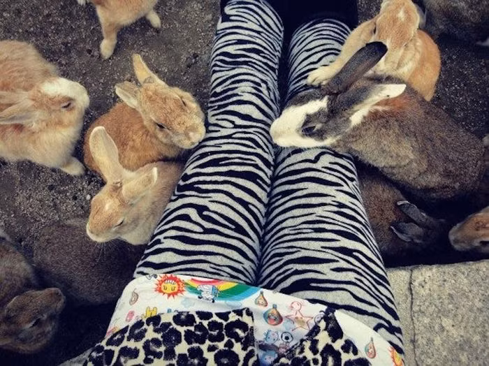 Một giả thuyết cho rằng kể từ khi đảo Okunoshima phát triển các hoạt động du lịch, người dân địa phương nuôi thỏ.