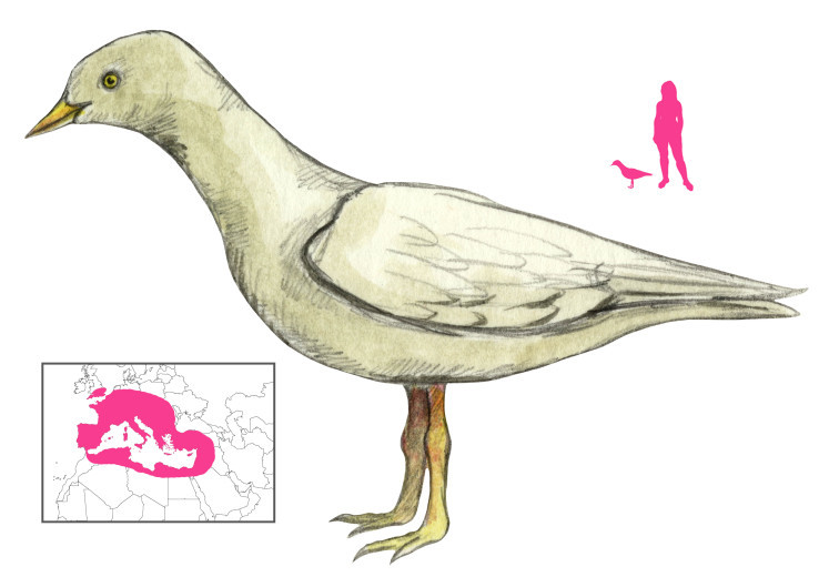 Chim thần Caladrius có nhiều khả năng đặc biệt, trong đó nổi tiếng nhất là việc chữa lành bệnh tật.